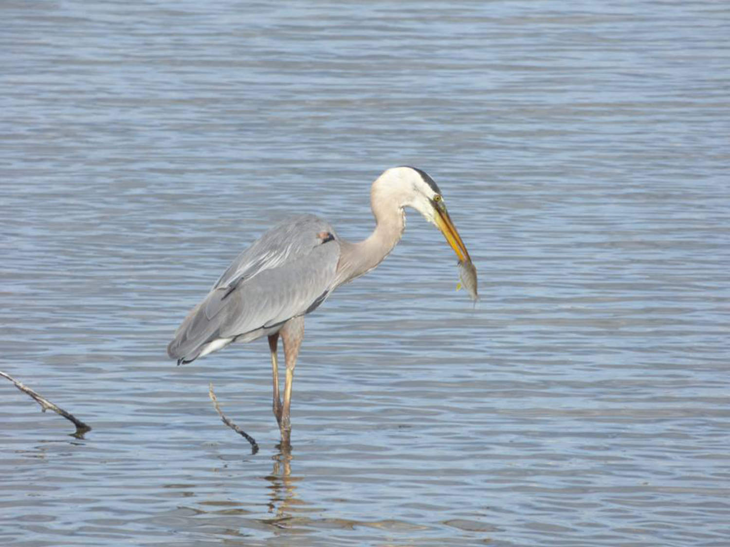grulla en el agua